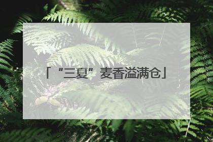 “三夏”麦香溢满仓