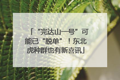 “完达山一号”可能已“脱单”！东北虎种群也有新喜讯
