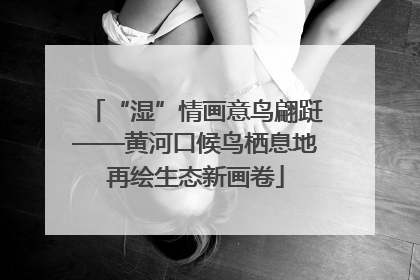 “湿”情画意鸟翩跹——黄河口候鸟栖息地再绘生态新画卷