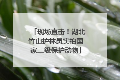 现场直击！湖北竹山护林员实拍国家二级保护动物