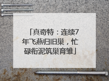 真奇特：连续7年飞燕归旧巢，忙碌衔泥筑巢育雏
