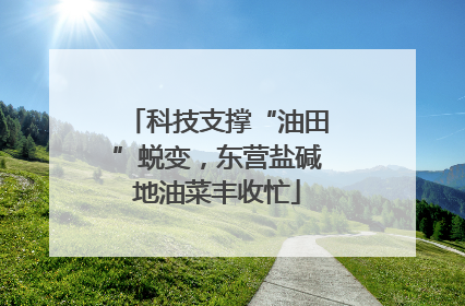 科技支撑“油田”蜕变，东营盐碱地油菜丰收忙