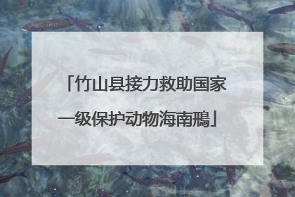 竹山县接力救助国家一级保护动物海南鳽