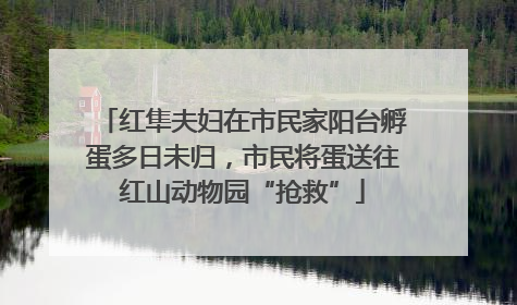 红隼夫妇在市民家阳台孵蛋多日未归，市民将蛋送往红山动物园“抢救”