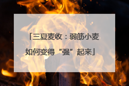 三夏麦收：弱筋小麦如何变得“强”起来