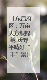 东昌府区：万亩大方织锦绣 沃野平畴好“丰”景