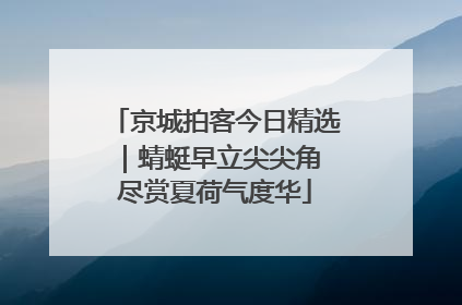 京城拍客今日精选｜蜻蜓早立尖尖角 尽赏夏荷气度华