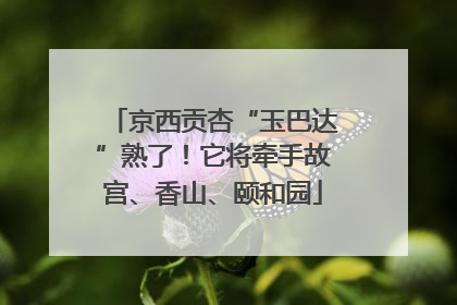 京西贡杏“玉巴达”熟了！它将牵手故宫、香山、颐和园