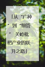 从“广种”到“细管” 关岭枇杷产业的跃升之路