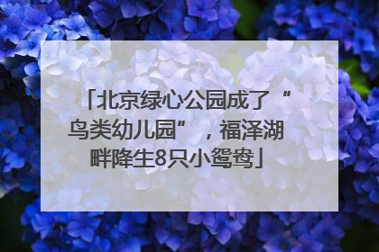 北京绿心公园成了“鸟类幼儿园”，福泽湖畔降生8只小鸳鸯
