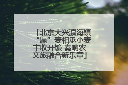 北京大兴瀛海镇“瀛”麦相承小麦丰收开镰 奏响农文旅融合新乐章