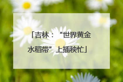 吉林：“世界黄金水稻带”上插秧忙