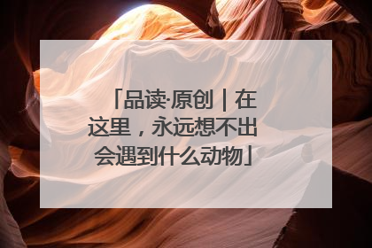 品读·原创｜在这里，永远想不出会遇到什么动物