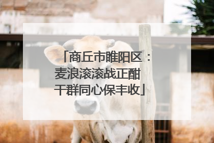 商丘市睢阳区：麦浪滚滚战正酣 干群同心保丰收
