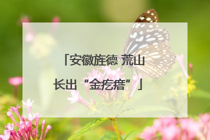 安徽旌德 荒山长出“金疙瘩”