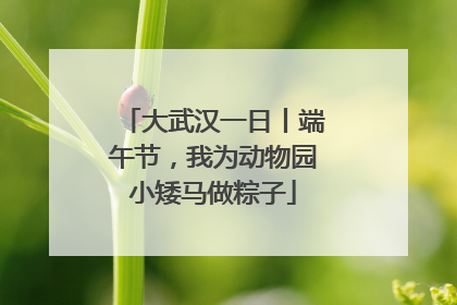 大武汉一日丨端午节，我为动物园小矮马做粽子