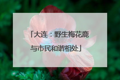 大连：野生梅花鹿与市民和谐相处