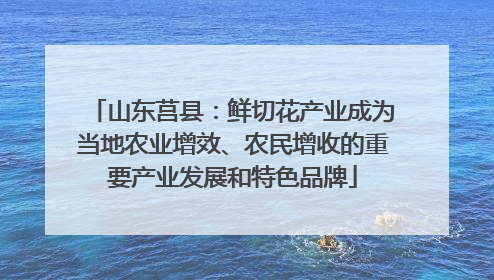山东莒县：鲜切花产业成为当地农业增效、农民增收的重要产业发展和特色品牌