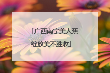 广西南宁美人蕉绽放美不胜收