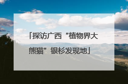 探访广西“植物界大熊猫”银杉发现地