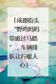 成都街头“野鸡妈妈带崽过马路”，车辆排队让行暖人心