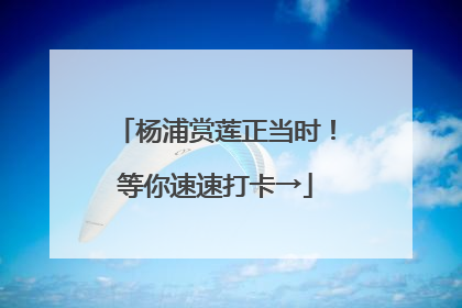 杨浦赏莲正当时！等你速速打卡→