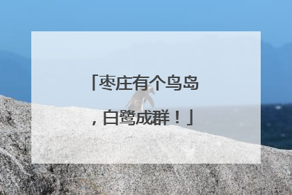 枣庄有个鸟岛，白鹭成群！