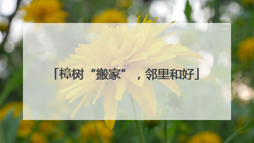 樟树“搬家”，邻里和好