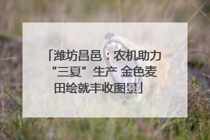潍坊昌邑：农机助力“三夏”生产 金色麦田绘就丰收图景