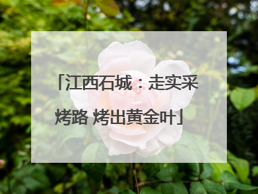 江西石城：走实采烤路 烤出黄金叶