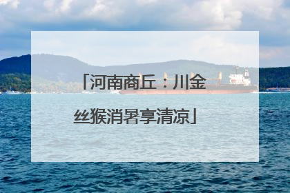 河南商丘：川金丝猴消暑享清凉