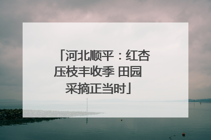 河北顺平：红杏压枝丰收季 田园采摘正当时
