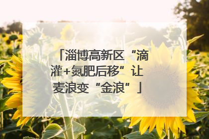 淄博高新区“滴灌+氮肥后移”让麦浪变“金浪”