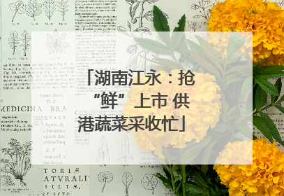 湖南江永：抢“鲜”上市 供港蔬菜采收忙