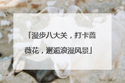 漫步八大关，打卡蔷薇花，邂逅浪漫风景