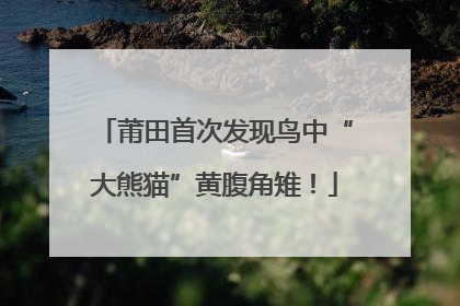 莆田首次发现鸟中“大熊猫”黄腹角雉！