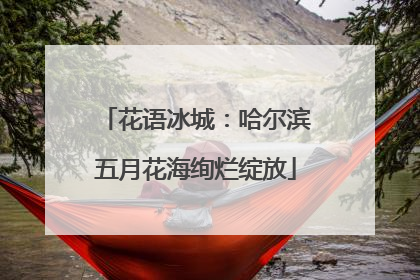 花语冰城：哈尔滨五月花海绚烂绽放