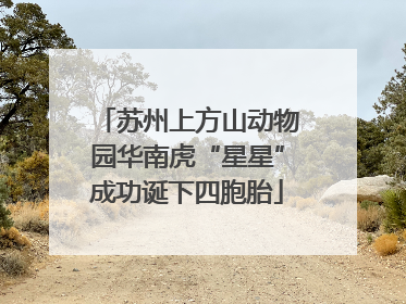 苏州上方山动物园华南虎“星星”成功诞下四胞胎