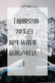 规模空前 70头白犀牛从南非运抵卢旺达