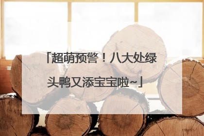超萌预警！八大处绿头鸭又添宝宝啦~