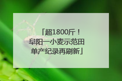 超1800斤！阜阳一小麦示范田单产纪录再刷新