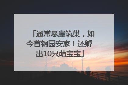 通常悬崖筑巢，如今首钢园安家！还孵出10只萌宝宝