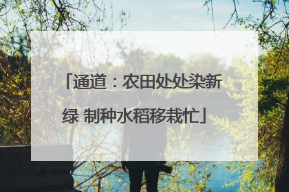 通道：农田处处染新绿 制种水稻移栽忙