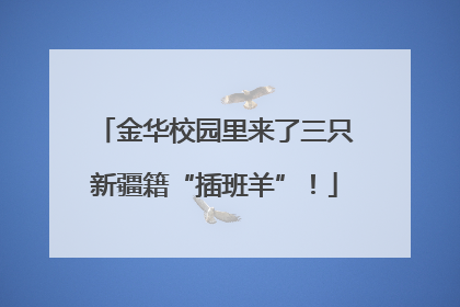 金华校园里来了三只新疆籍“插班羊”！