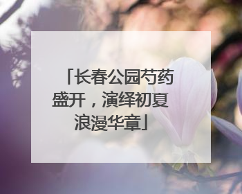 长春公园芍药盛开，演绎初夏浪漫华章