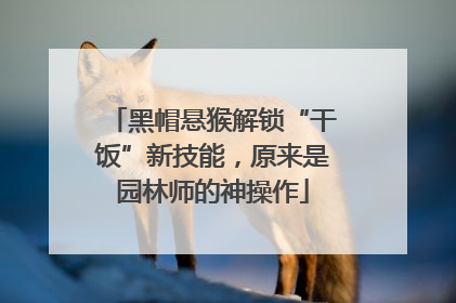 黑帽悬猴解锁“干饭”新技能，原来是园林师的神操作