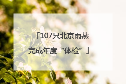 107只北京雨燕完成年度“体检”