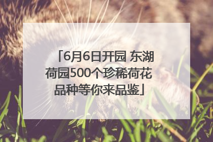 6月6日开园 东湖荷园500个珍稀荷花品种等你来品鉴